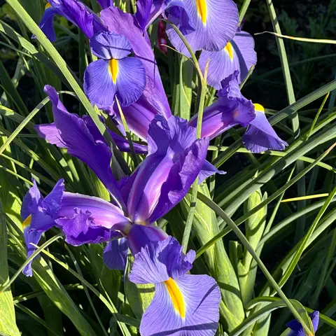 Iris