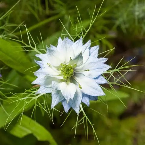 Jungfer im Gruenen (Nigella)