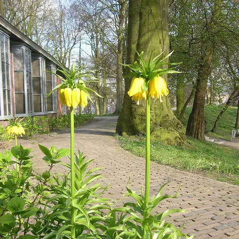 Kaiserkrone (Fritillaria imperialis)