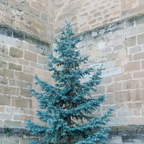 Koniferengruen (Blaufichte)