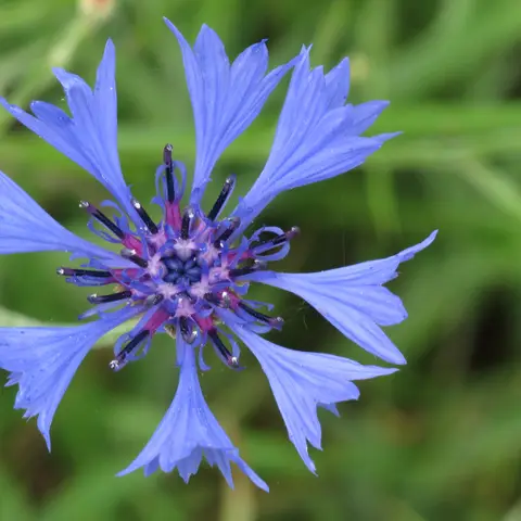 Kornblume