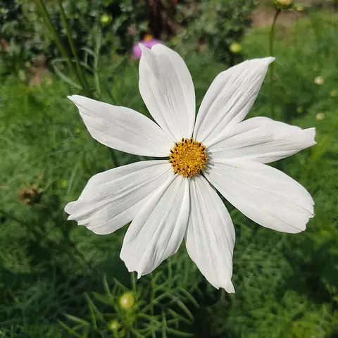 Kosmee (Schmuckkoerbchen)