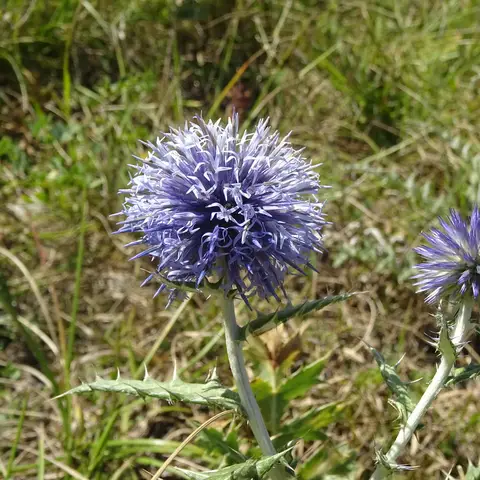 Kugeldistel (Echinops)