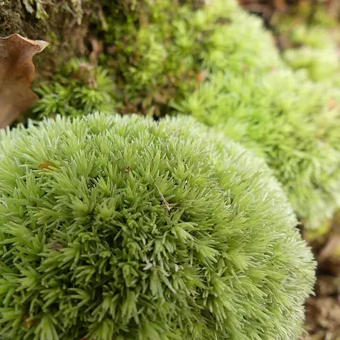 Kugelmoos / Polstermoos
