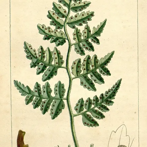 Lederfarn