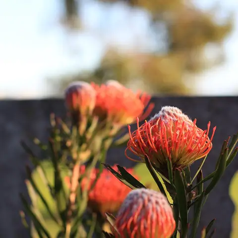 Leucospermum (Nadelkissen)