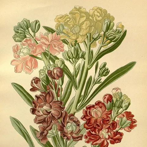 Levkoje (Matthiola)