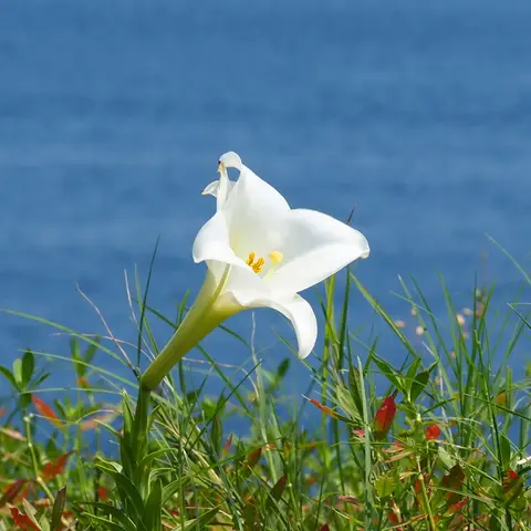 Lilie (Longiflorum, weiss)