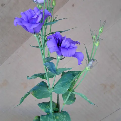 Lisianthus (Eustoma)