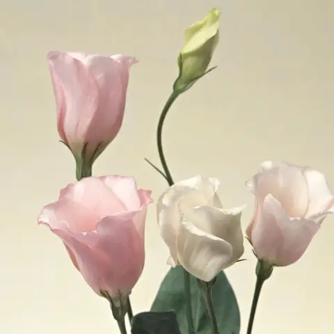 Lisianthus (gefuellt weiss)