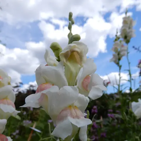 Loewenmaeulchen (Antirrhinum)