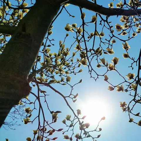 Magnolienzweig (Knospe)