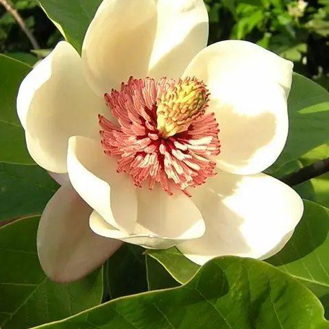 Magnolienzweig