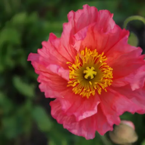 Mohn (Island-/Seidenmohn)