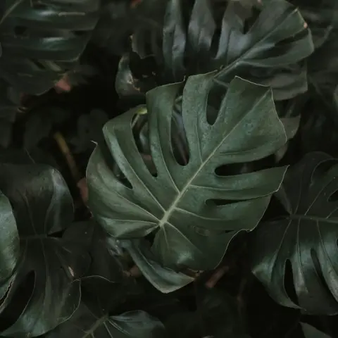 Monstera-Blatt