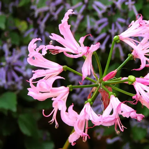 Nerine (Guernseylilie)