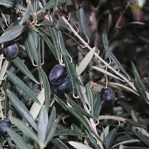 Olive (Olivenzweig)