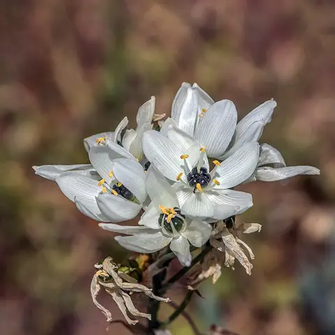 Ornithogalum (Milchstern)