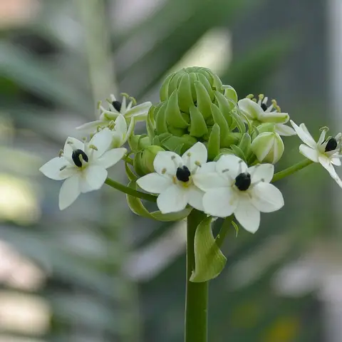 Ornithogalum Saundersiae (Milchstern gross)