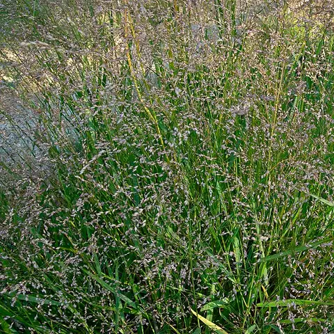 Panicum / Rispenhirse (Gruen)