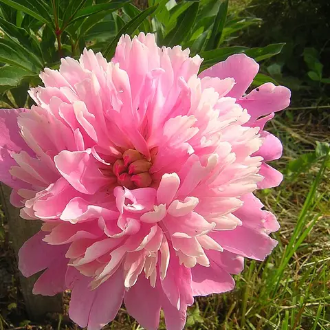 Pfingstrose Sarah Bernhardt