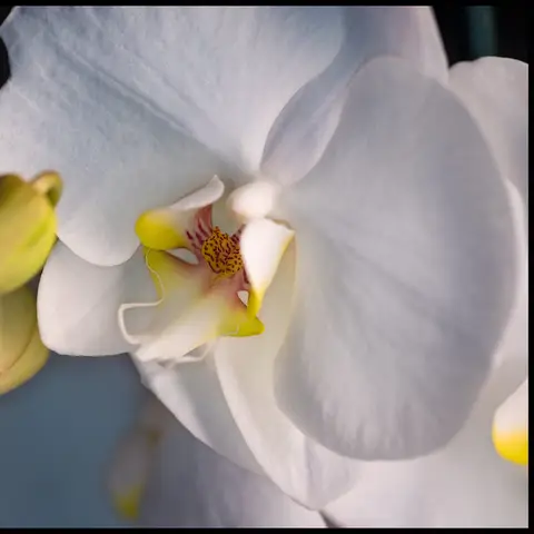 Phalaenopsis-Orchidee (Einzelbluete)