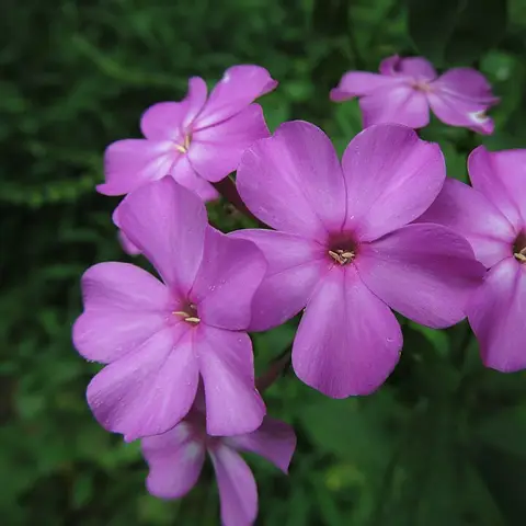 Phlox