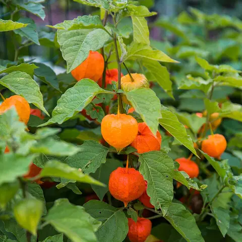 Physalis (Lampionblume)