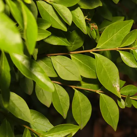 Pistacia / Panicum-Ersatz Ligustrum