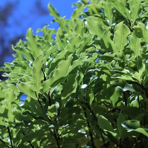 Pittosporum (gruen)