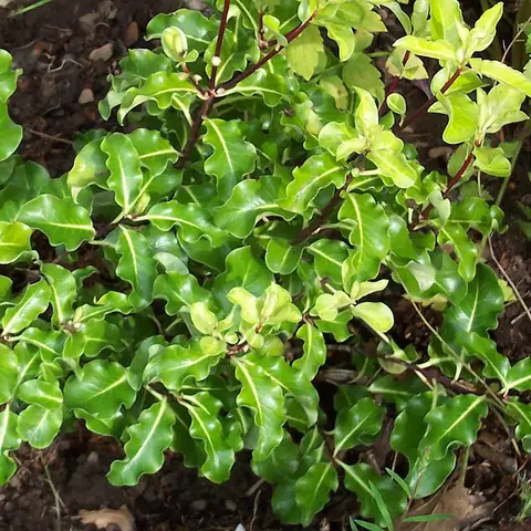 Pittosporum (panaschiert)