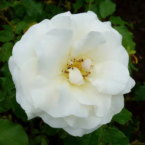 Premiumrose Avalanche