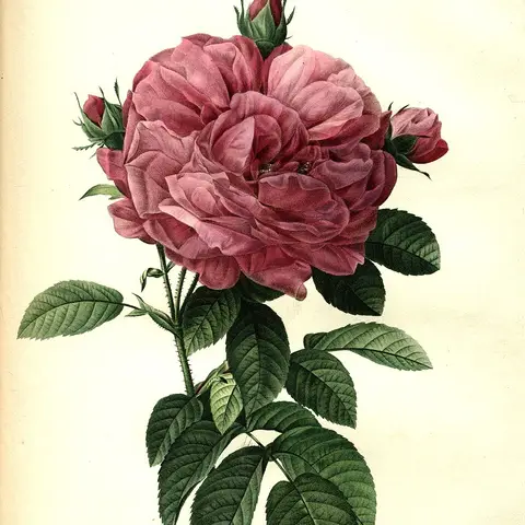 Premiumrose Red Naomi