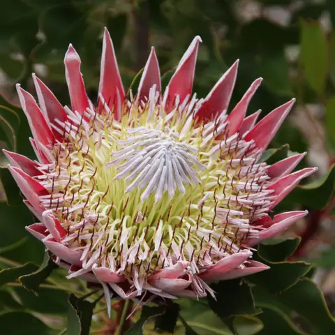 Protea