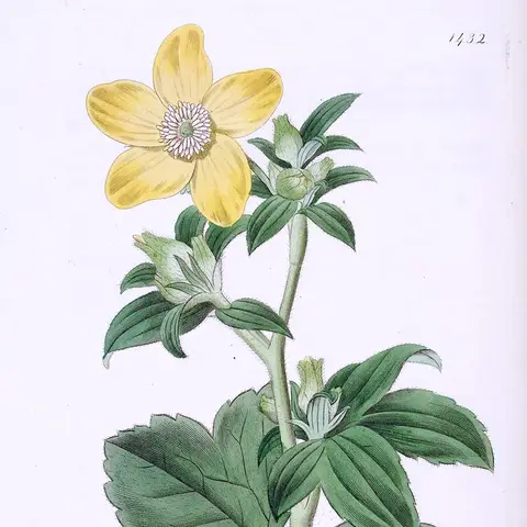 Ranunkel (Butterfly)
