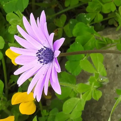 Ranunkel-Ersatz Anemone Fulgens (Strahlenanemone)