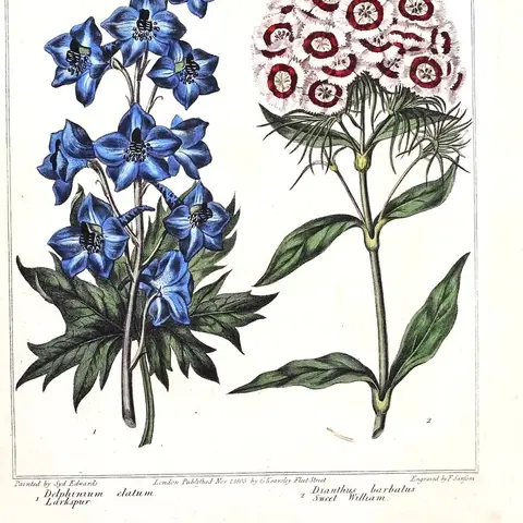 Rittersporn (Delphinium)