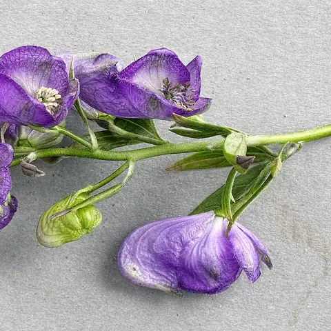 Rittersporn-Ersatz Aconitum (Eisenhut)