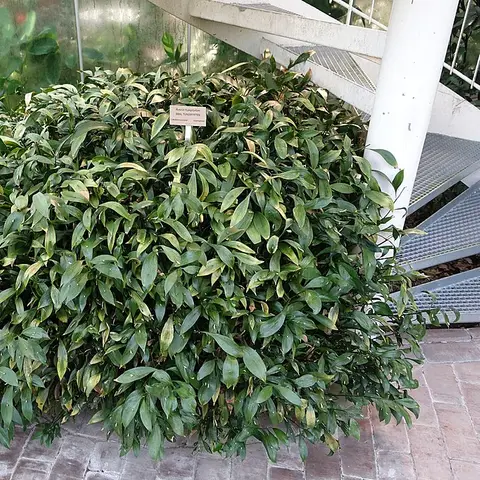 Ruscus (Israeli / Breitblatt)