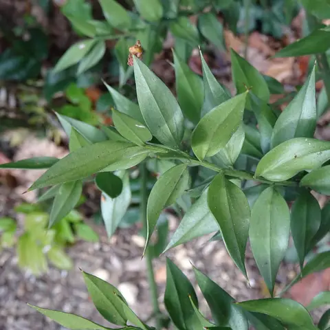 Ruscus (Italian)