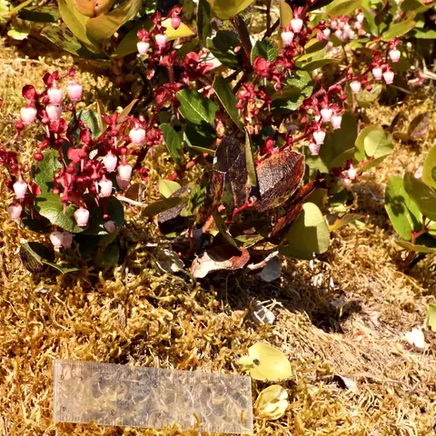 Salal (Gaultheria-Blatt)