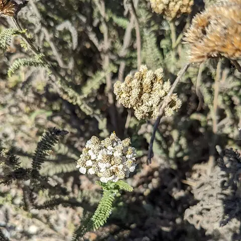 Schafgarbe (Achillea)