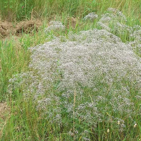 Schleierkraut (Gypsophila)