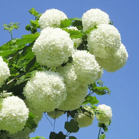 Schneeball (Viburnum)