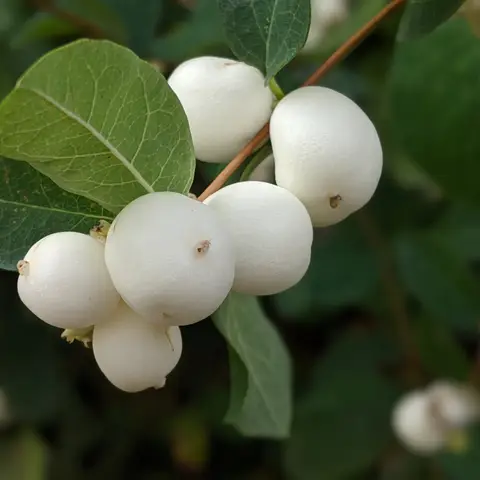 Schneebeere (Symphoricarpos)