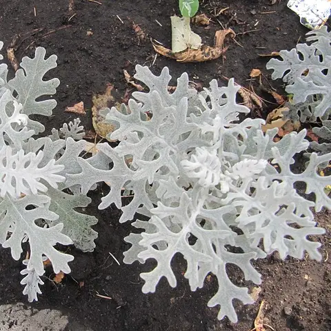 Silberblatt / Senecio (Staubmiller)