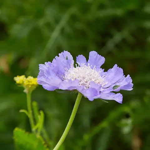 Skabiose (Witwenblume)