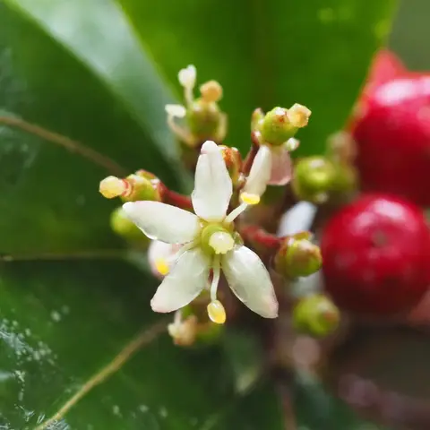 Skimmia