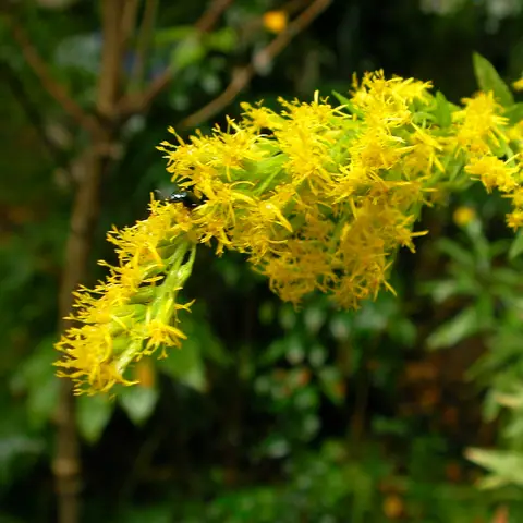 Solidago (Goldrute)