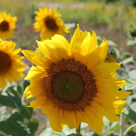 Sonnenblume